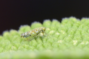 eupteryx decemnotata 5-20222847